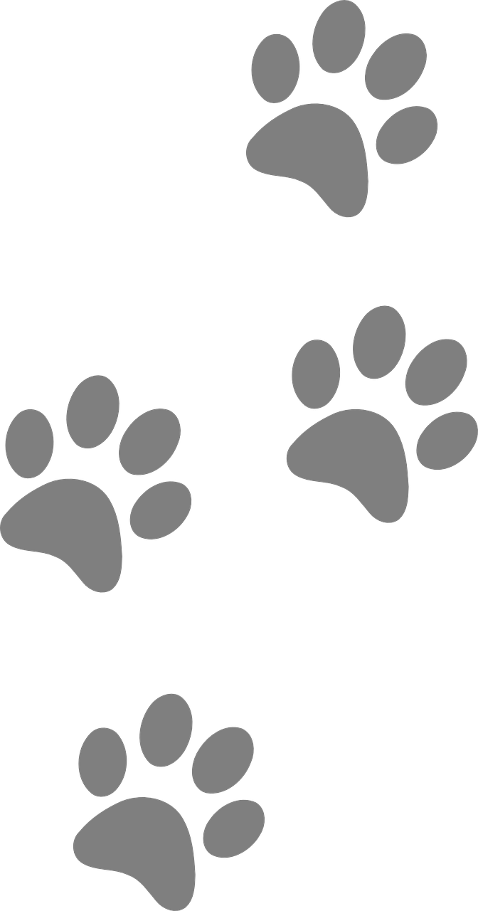 footprints, animal, dog